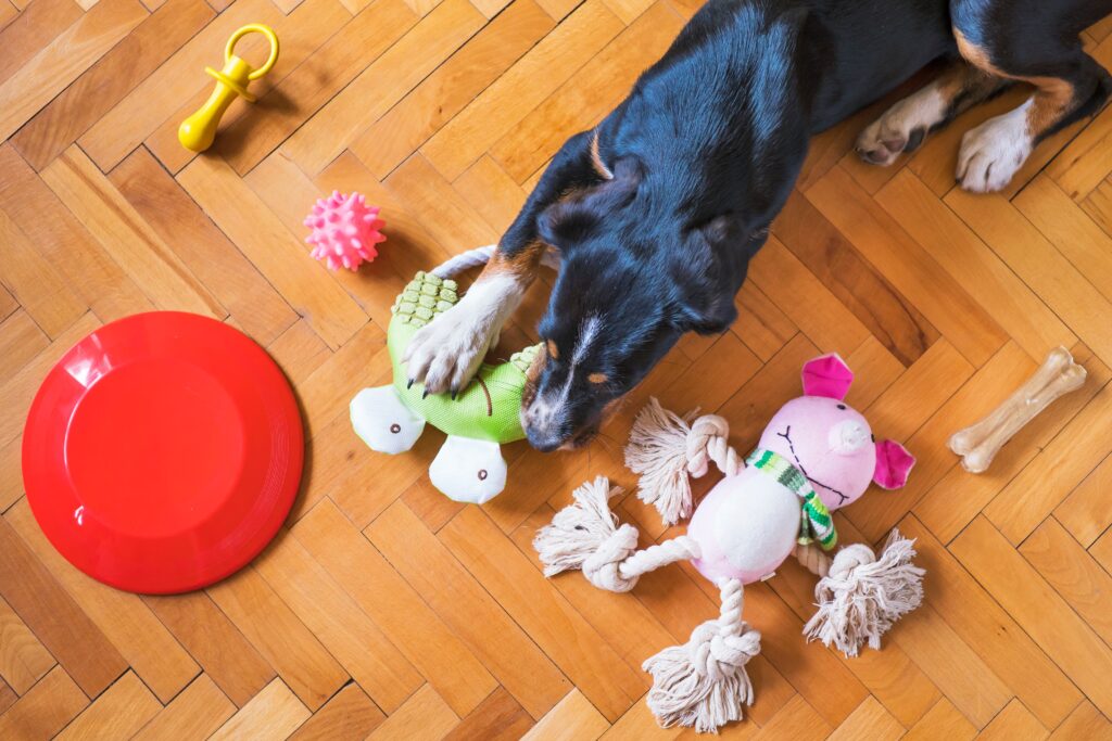 Pet with toys image